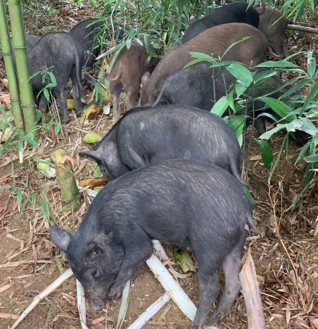 Các món ăn ngon từ Lợn cắp nách - Ảnh từ Lụa Hoàng Các món ăn ngon từ Lợn cắp nách - Ảnh từ Lụa Hoàng