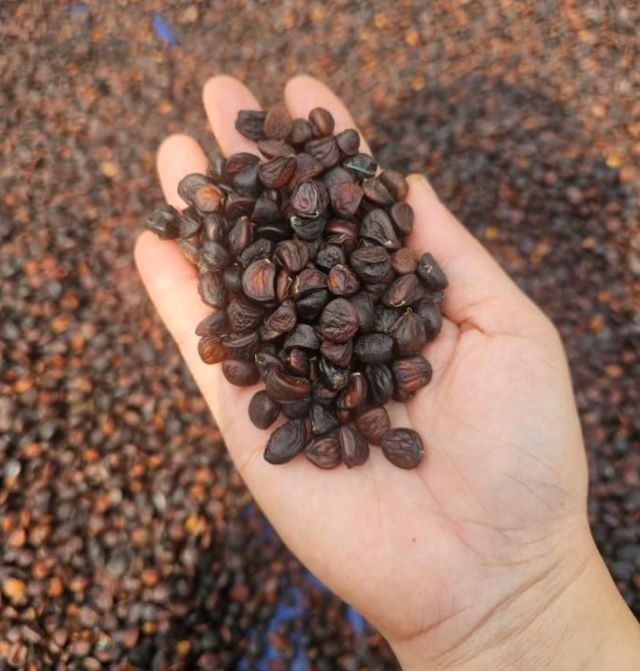 Hạt dổi Tây Bắc - Ảnh sưu tầm Hạt dổi Tây Bắc - Ảnh sưu tầm