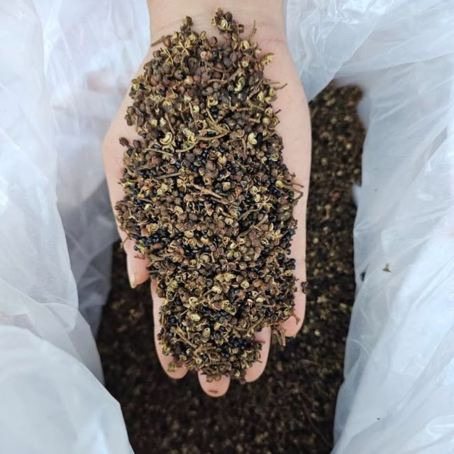 Mắc khén Tây Bắc - Ảnh sưu tầm Mắc khén Tây Bắc - Ảnh sưu tầm