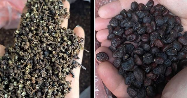 Combo trâu gác bếp kết hợp với hạt dổi và mắc khén - Ảnh sưu tầm Combo trâu gác bếp kết hợp với hạt dổi và mắc khén - Ảnh sưu tầm