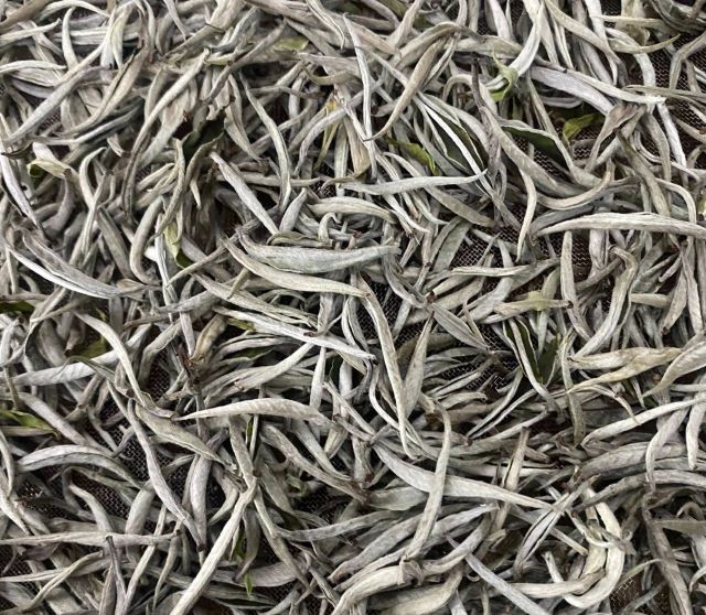Trà Shan Tuyết Suối Giàng - Ảnh sưu tầm Trà Shan Tuyết Suối Giàng - Ảnh sưu tầm